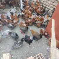 مرغ رسمی تخمگذار