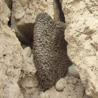 عسل طبیعی اصل و به شرط