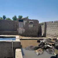 دامداری