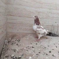کفتر|پرنده|اصفهان, رهنان|دیوار