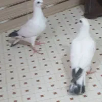 جوانه دسپر