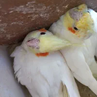 یک جفت عروس
