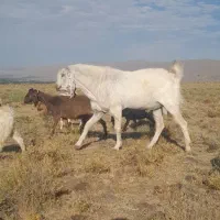 بز نر