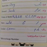 سگ‌ سرابی|سگ|بروجن, |دیوار