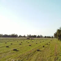 یونجه