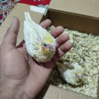 جوجه عروس هلندی