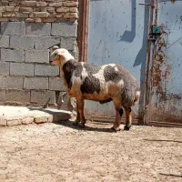 ورن|حیوانات مزرعه|روانسر, |دیوار
