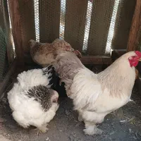 مرغ و خروس برهما