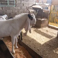 پازن یک ساله گلابی