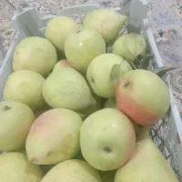 گلابی درجه یک