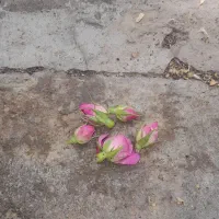 سلام گل محمدی خوشگ دارم قیمت شما بدین