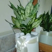 گلدان