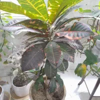 گل طبیعی کورتون