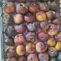 انجیر سیاه محصول باغات شهریار