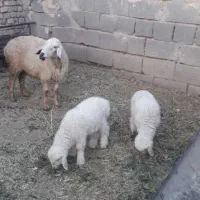 بره شیر