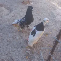 کفتر|پرنده|مشهد, امیرآباد|دیوار