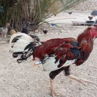خروس|حیوانات مزرعه|بندر کنگان, |دیوار