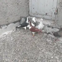 ۵عدد کبوتر پرشی