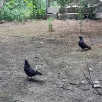 کبوتر