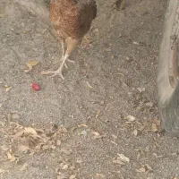 مرغ محلی تخم گذار