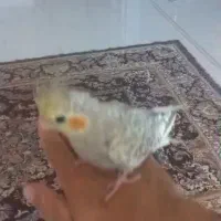 عروس هلند نر دستی سخنگو