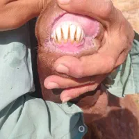 گوشت بره برای سگ