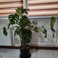 برگ انجیری مانسترا و پنجه شیری
