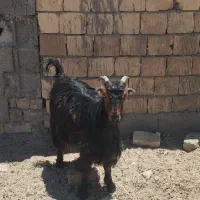 میش بز