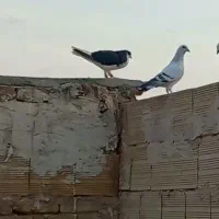 ساده سیاه نر