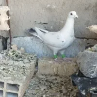 کبوتر پلاکی ورنگی