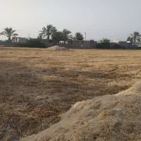 کاه جو|لوازم جانبی حیوانات|جره و بالاده, |دیوار