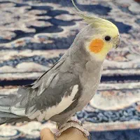 عروس هلندی