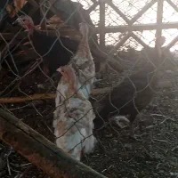 بوقلمون و اردک