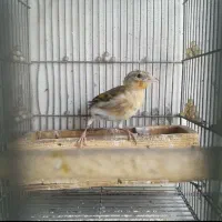 جوجه سهره قناری جوجه اول