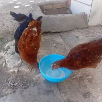 تعداد چهار عدد جوجه ۴ماه