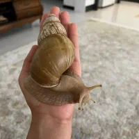حلزون