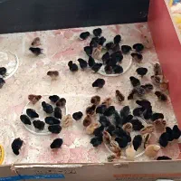 جوجه نژاددار ومعمولی ارزان(حراج)