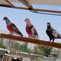 کبوتر پرشی