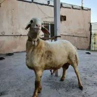 فروش قودچ گله