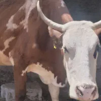 نیاز به پول