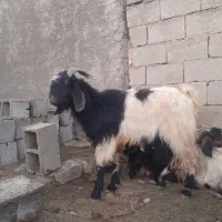 فروش چبش برون
