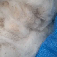 پشم گوسفند