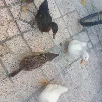 اوردک سالم و سر حال