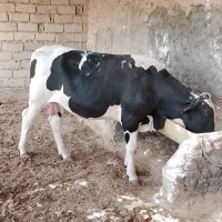 گوساله نر برای عید قربان