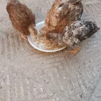 جوجه|پرنده|دوگنبدان, |دیوار