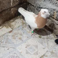 کفتر کبوتر دونه ۲۰۰