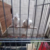 معاوضه یک جفت عروس هلندی لوتبونو با جوجه طوطی