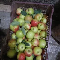 فروش سیب شکی برای خوردن ومربا  اهر 80هزارتومان