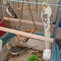 عروس هلندی