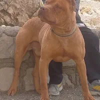 سگ پیتبول تریر درجه 1 خط خون بالا